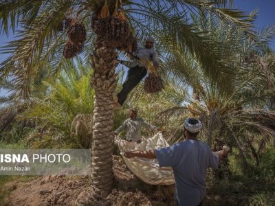پیش‌بینی ‌تولید ۱۳ هزار تن خرما در خرمشهر