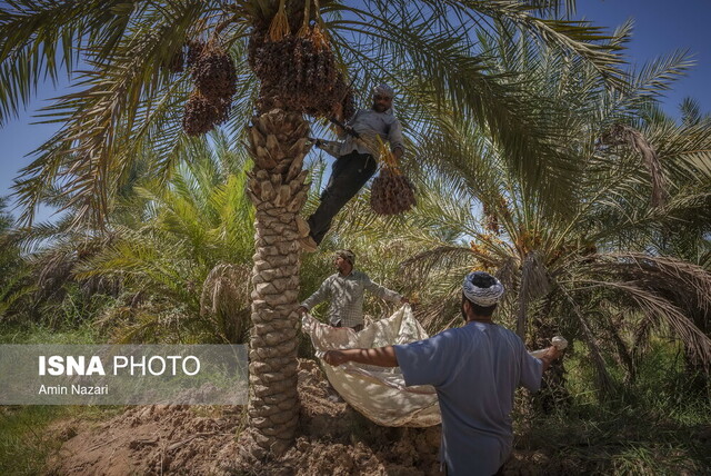 پیش‌بینی ‌تولید ۱۳ هزار تن خرما در خرمشهر